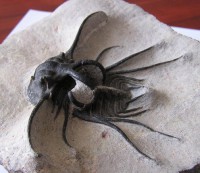 /album/kepgaleria-fenykepgaleria2/trilobita-dicranurus-monostrus-2-2-jpg/